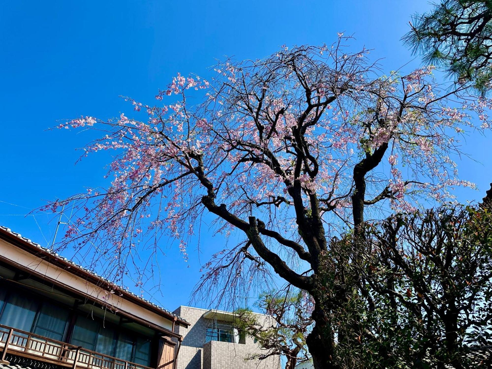 Family Or Business Travel 20 Percent Off丨200 Sqm 丨 14 Min To Shinjuku 丨century-Old Japanese Garden 丨3 Parking Spaces丨4 Bedrooms Tokyo Exterior photo